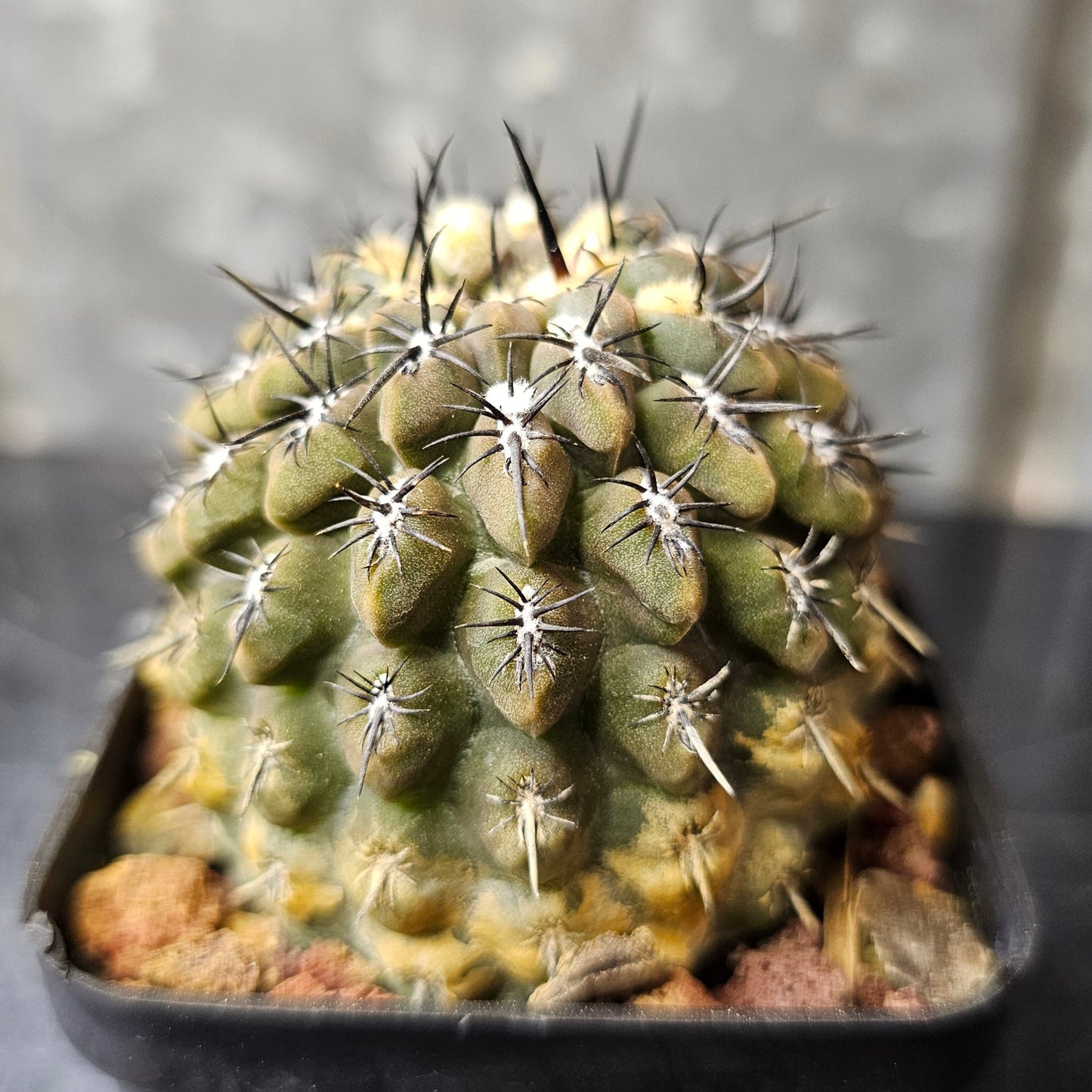 Chileorebutia lanigera hybrid