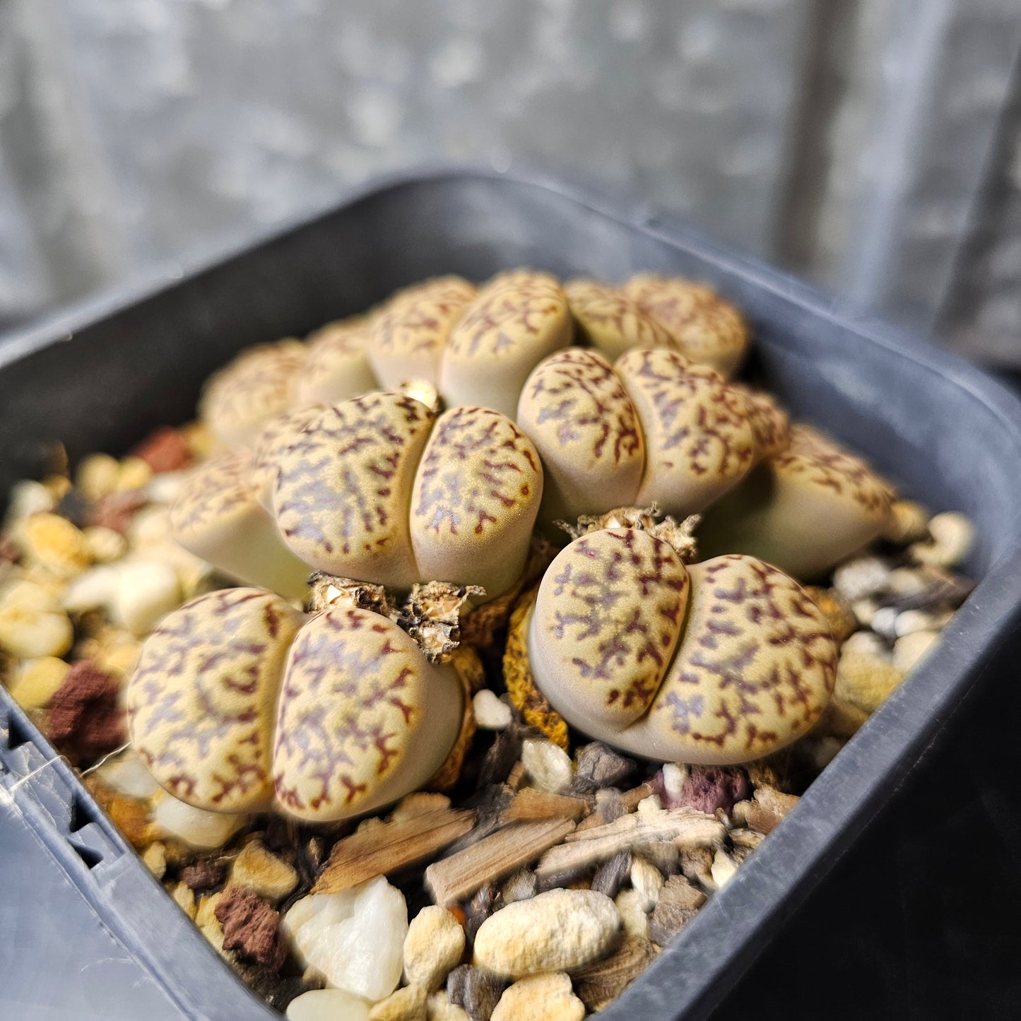 Lithops bromfieldii