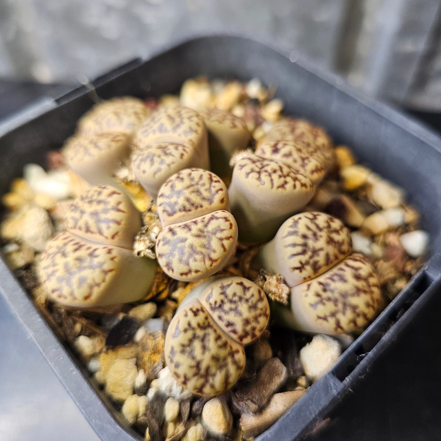 Lithops bromfieldii