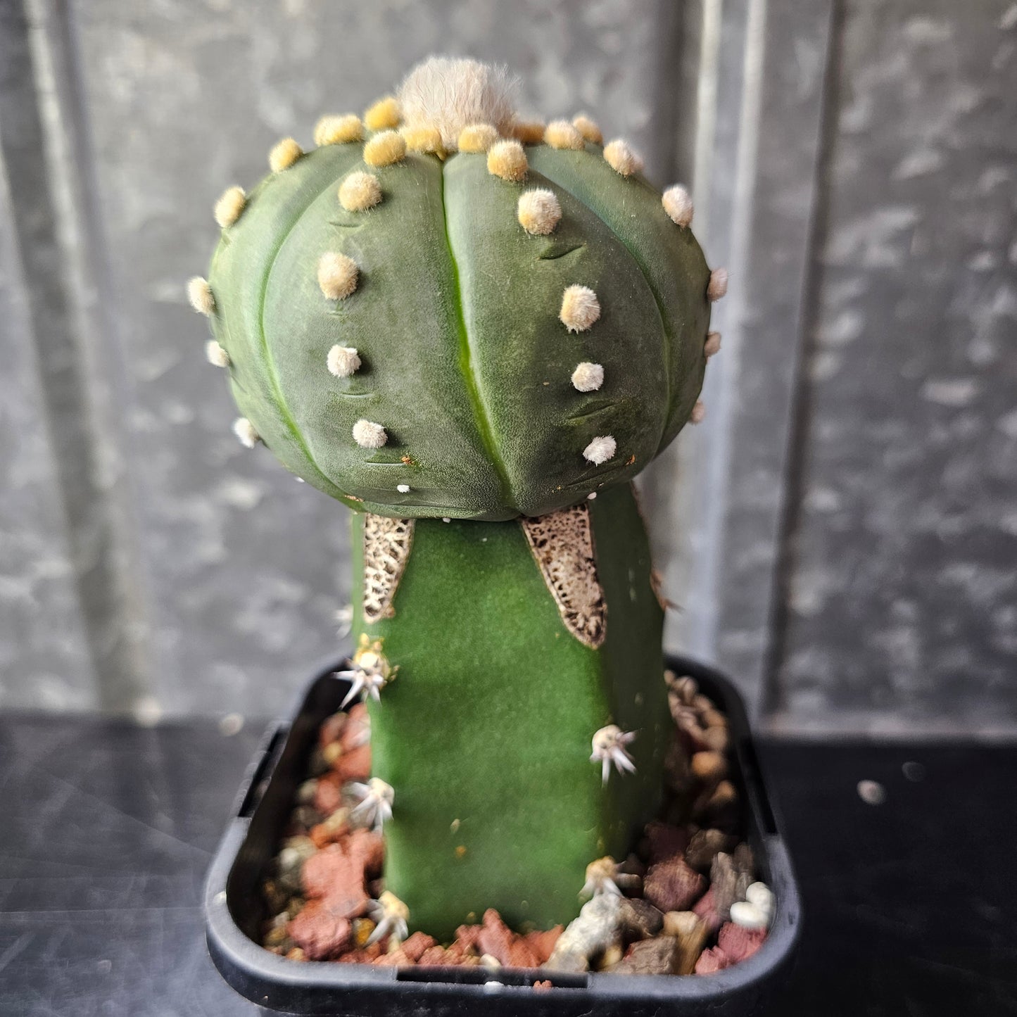 Astrophytum asterias cv. Ooibo