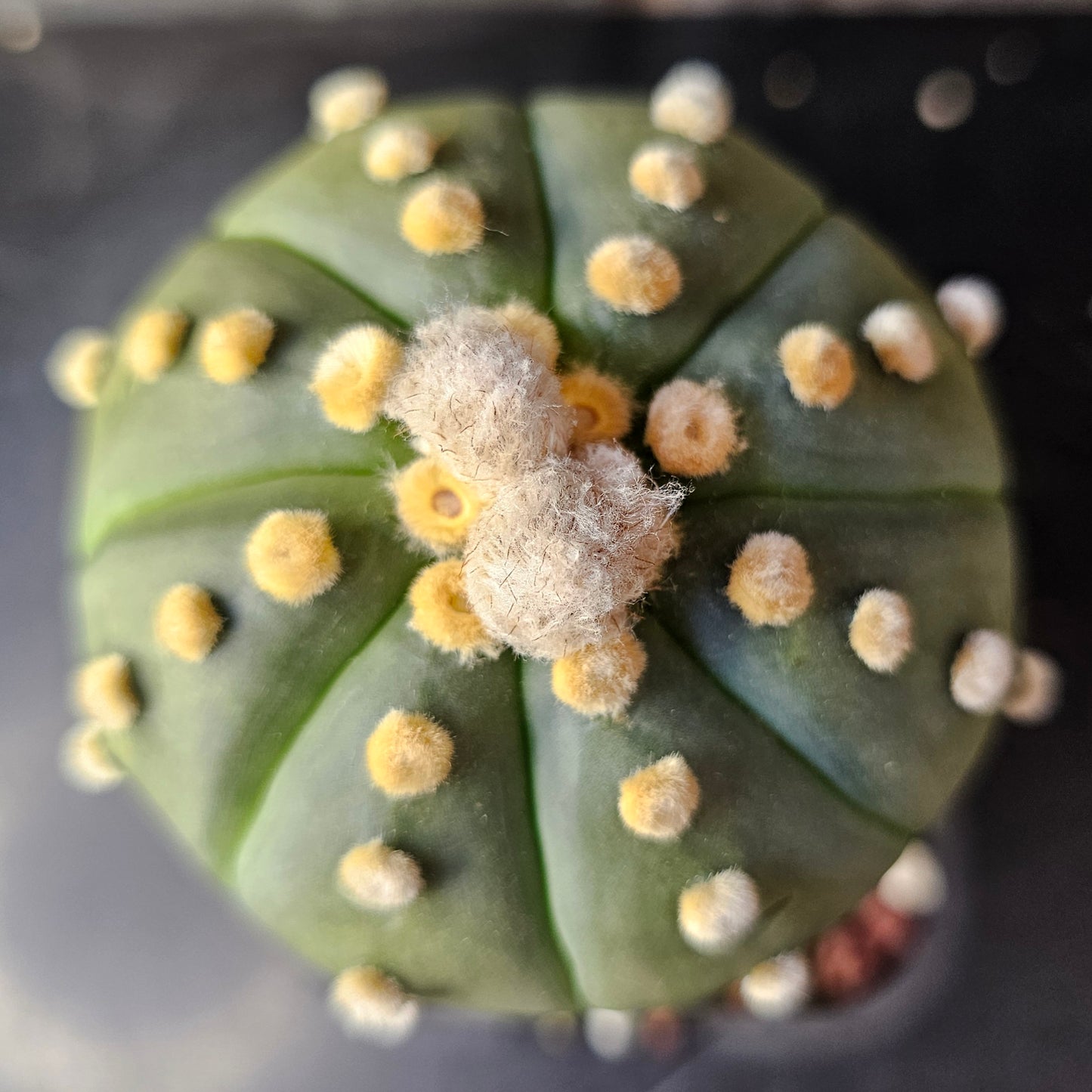Astrophytum asterias cv. Ooibo