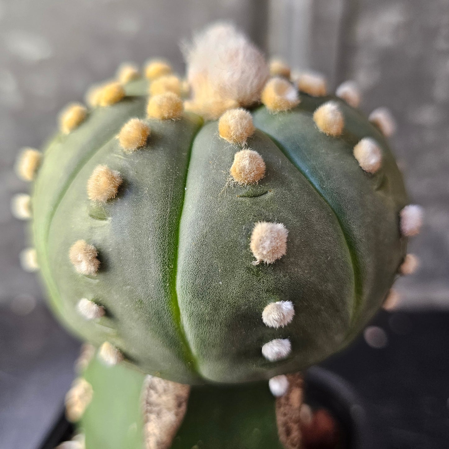 Astrophytum asterias cv. Ooibo