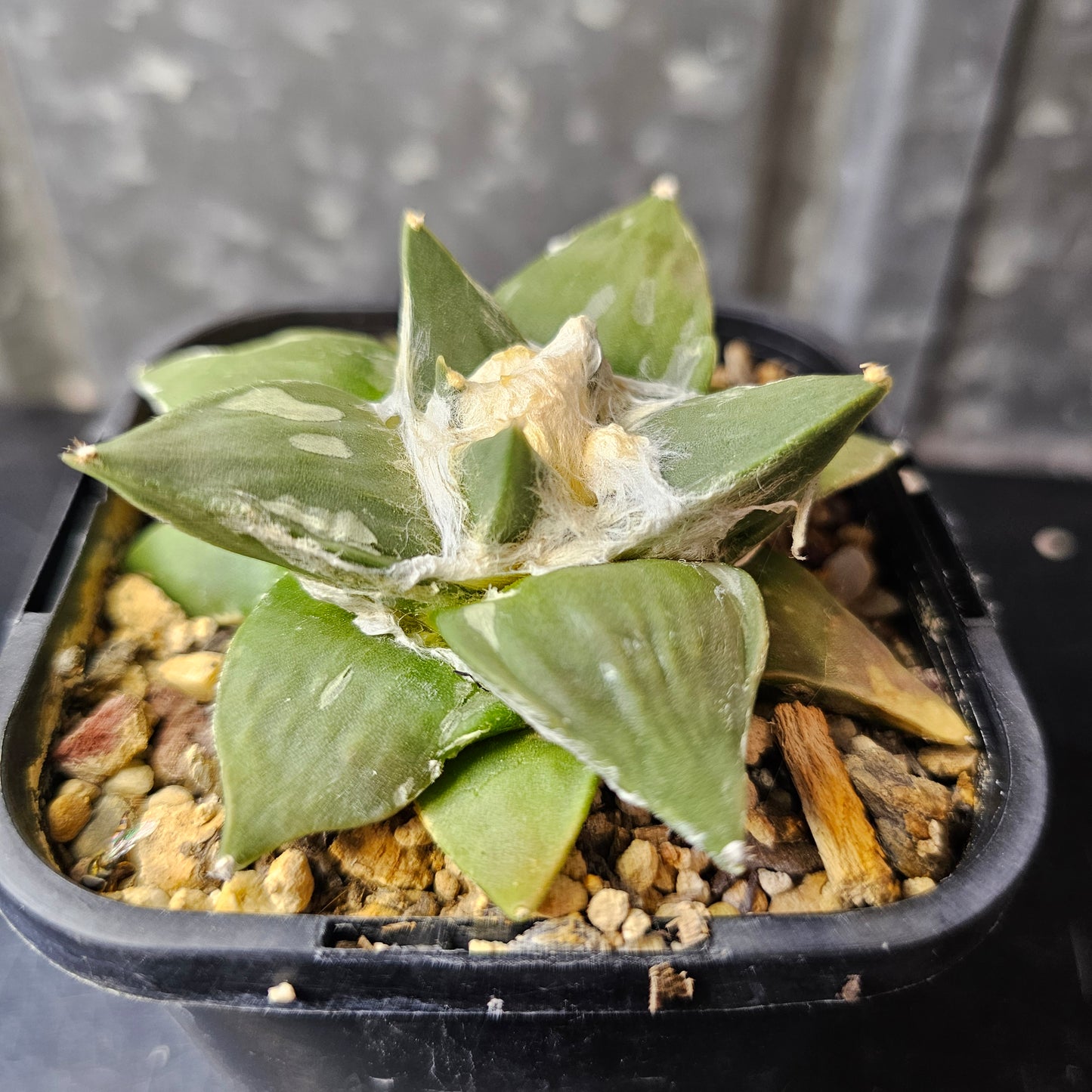 Ariocarpus hybrid