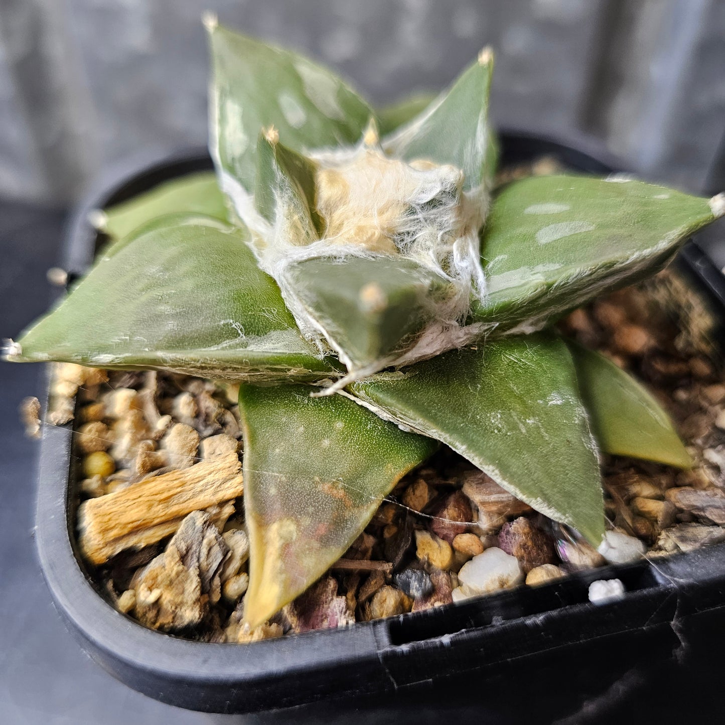 Ariocarpus hybrid
