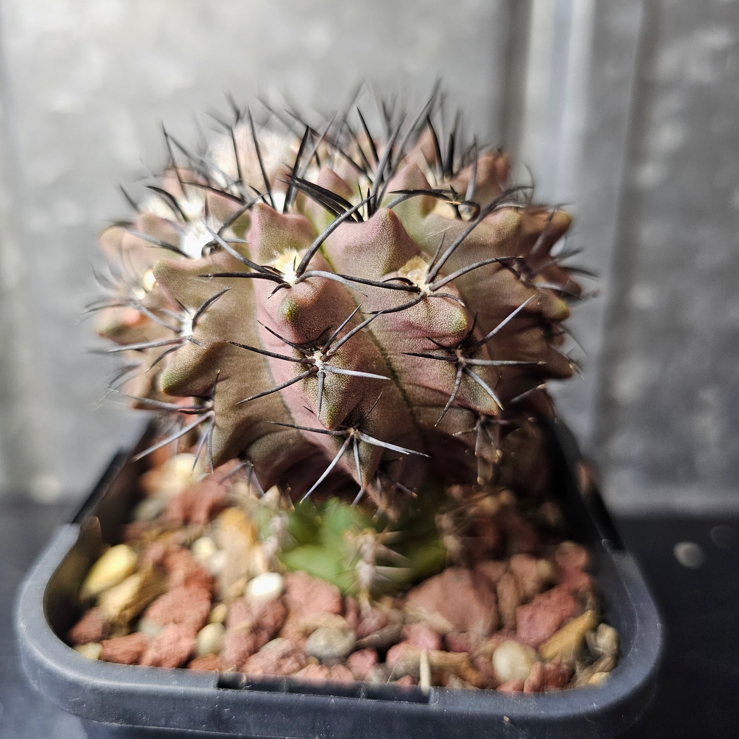 Eriosyce esmeraldana RMF165