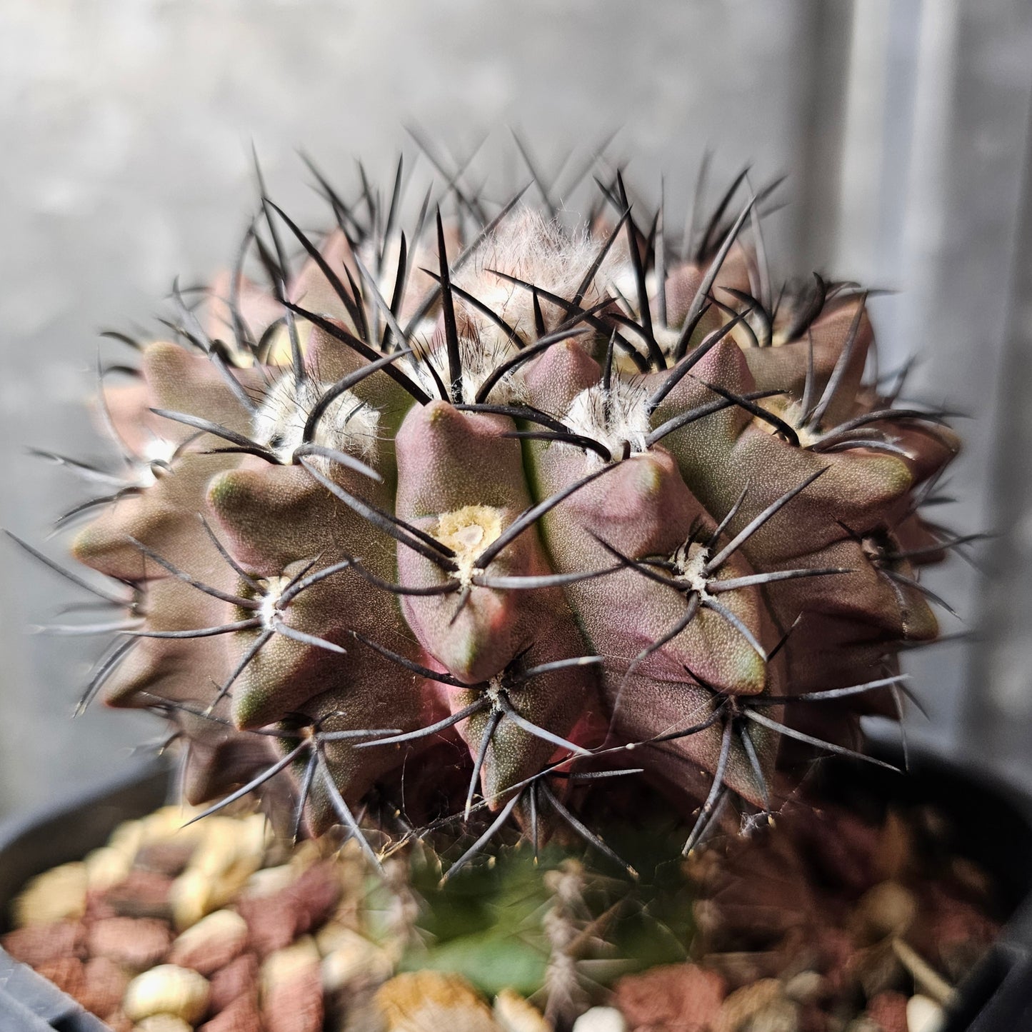 Eriosyce esmeraldana RMF165