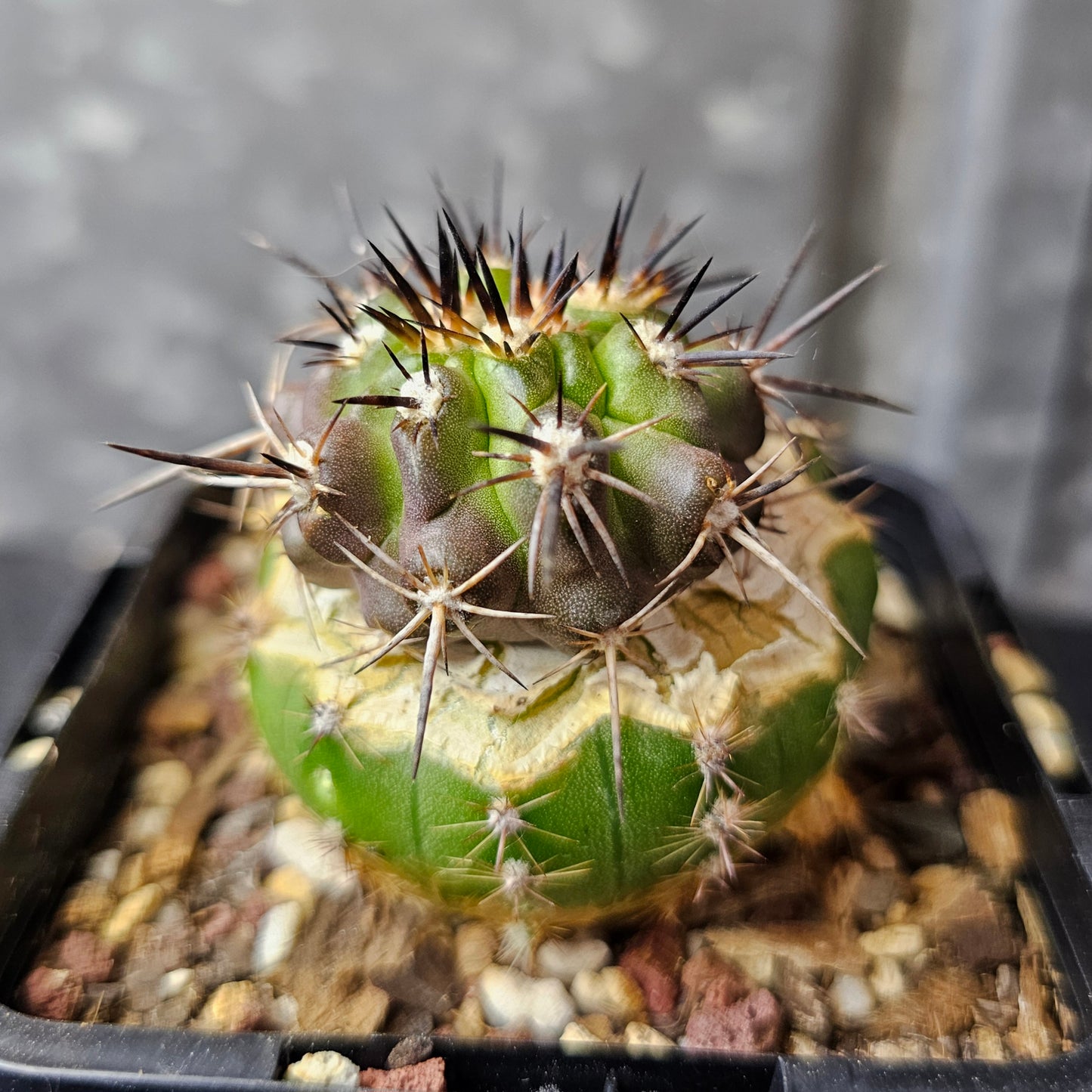 Copiapoa fiedleriana