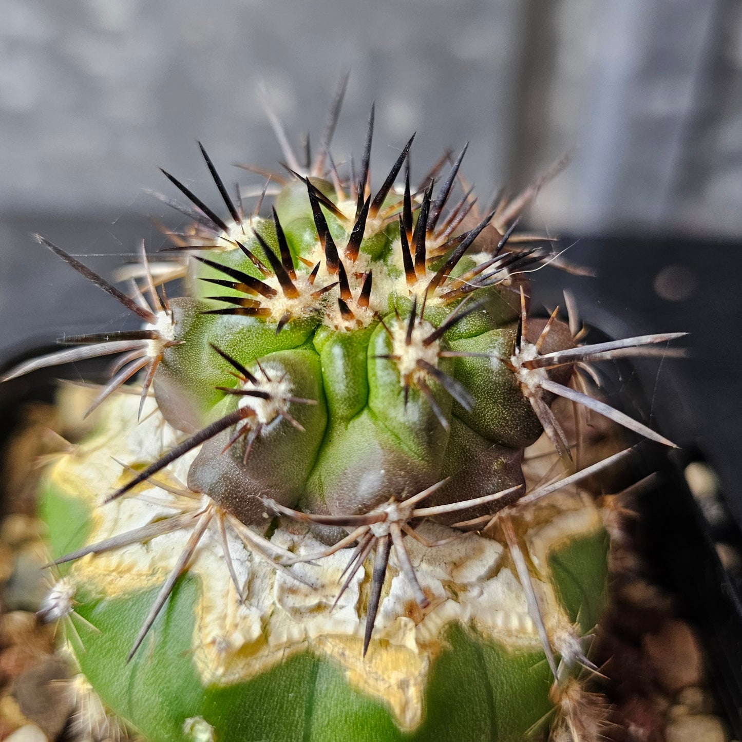 Copiapoa fiedleriana