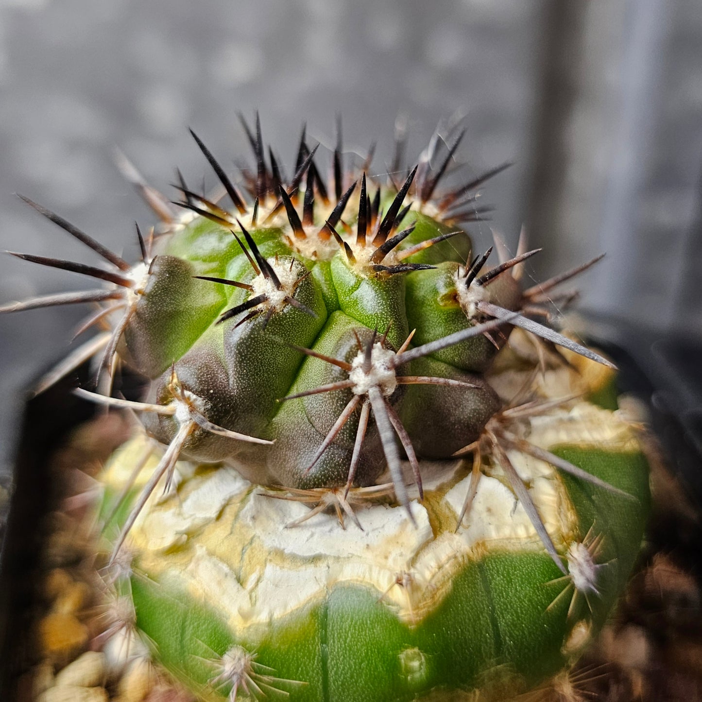 Copiapoa fiedleriana