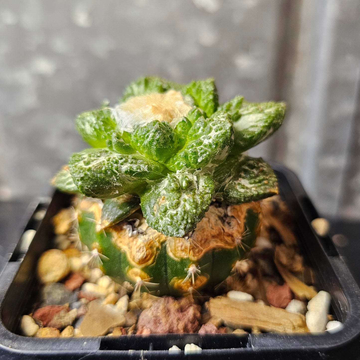 Ariocarpus (lloydii × Godzilla) × Godzilla