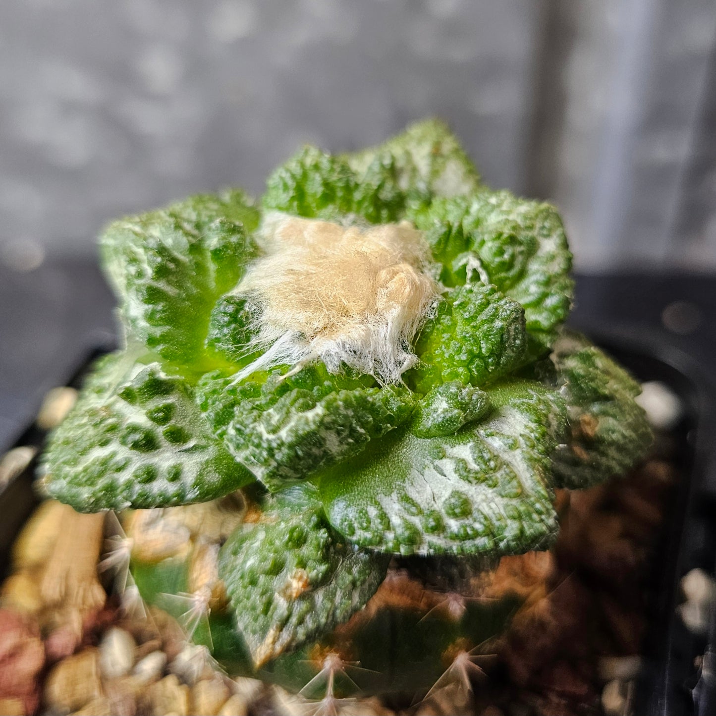 Ariocarpus (lloydii × Godzilla) × Godzilla