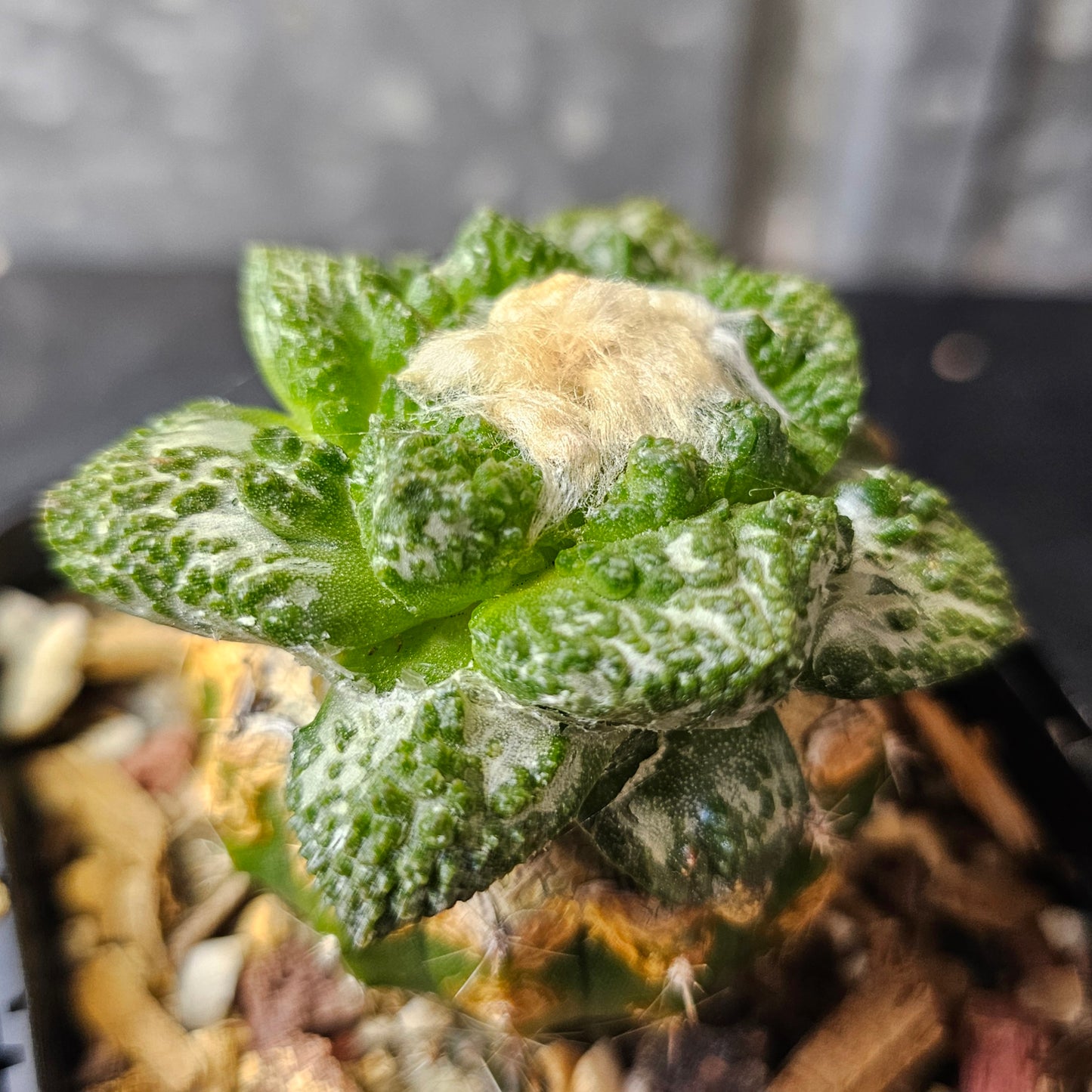 Ariocarpus (lloydii × Godzilla) × Godzilla