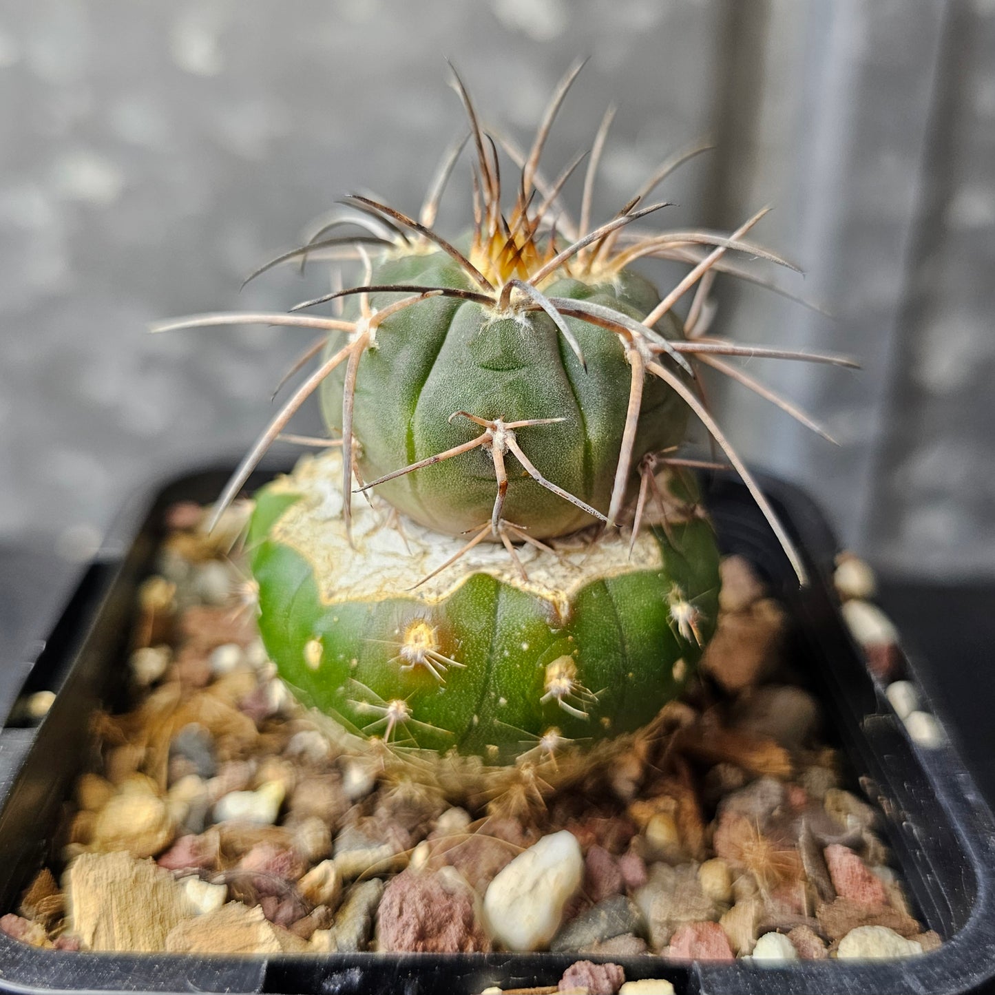 Gymnocalycium spegazzinii v. horizontalonium