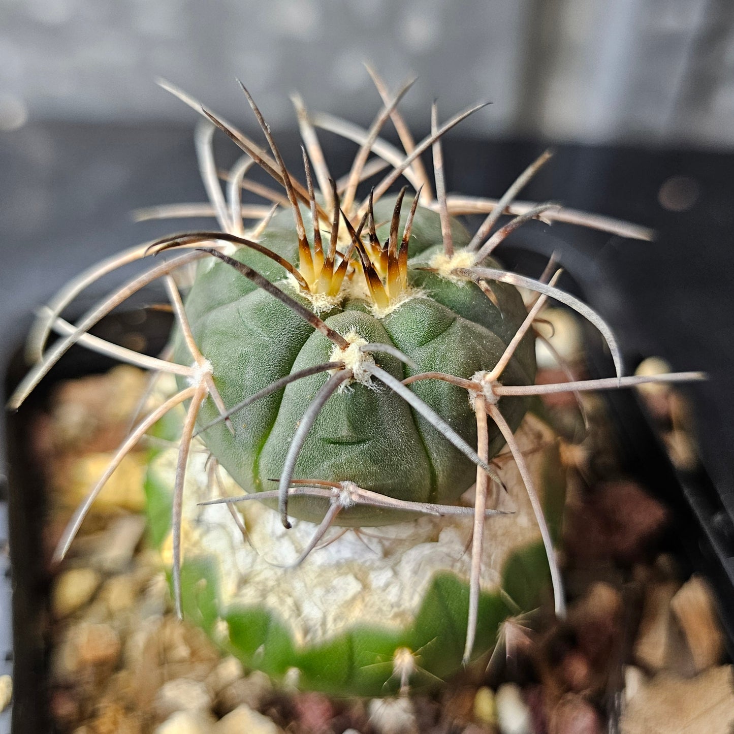 Gymnocalycium spegazzinii v. horizontalonium