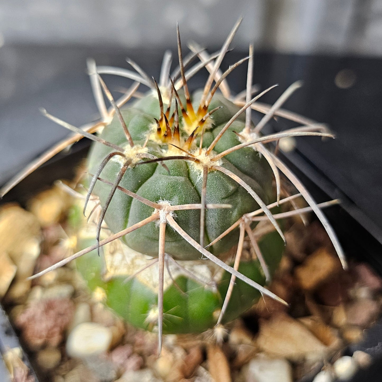 Gymnocalycium spegazzinii v. horizontalonium