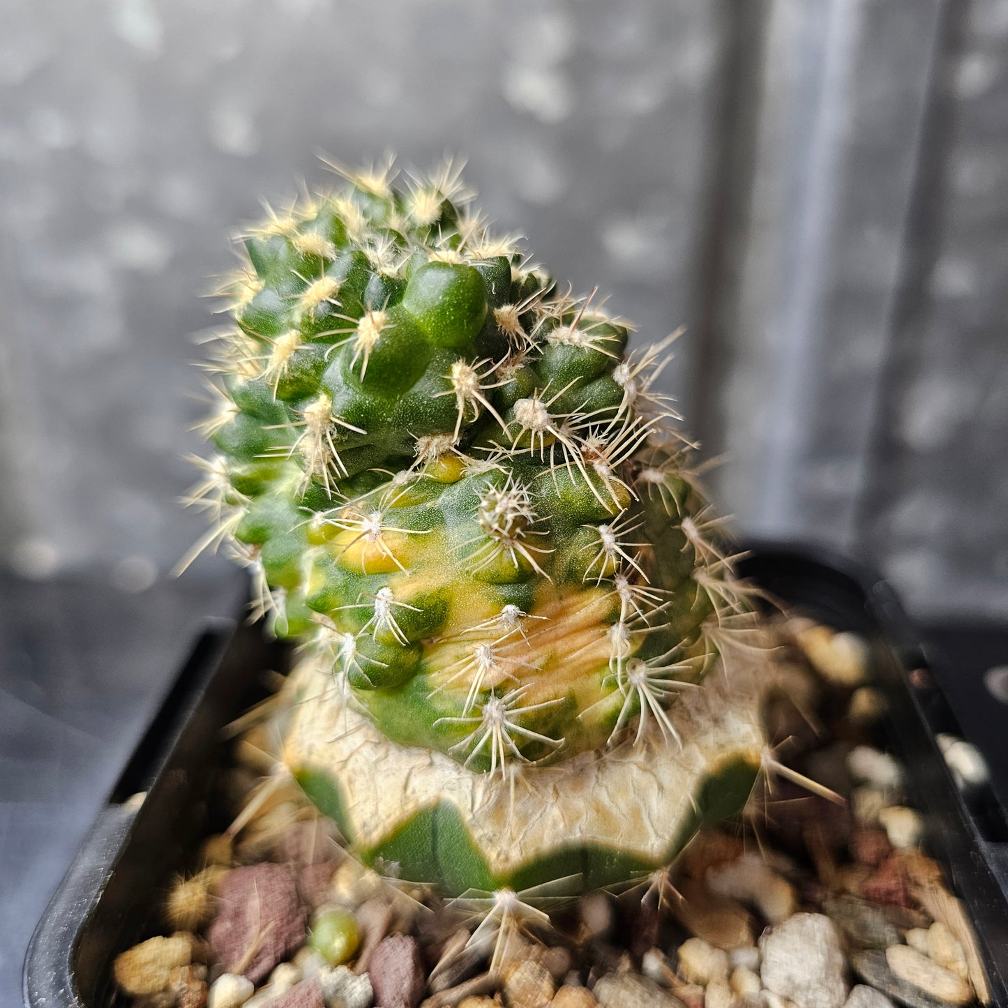 Gymnocalycium bruchii mutant