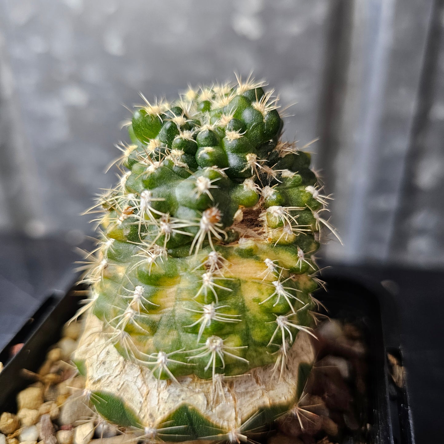 Gymnocalycium bruchii mutant
