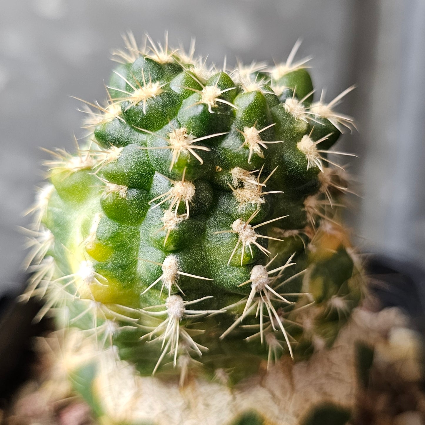 Gymnocalycium bruchii mutant