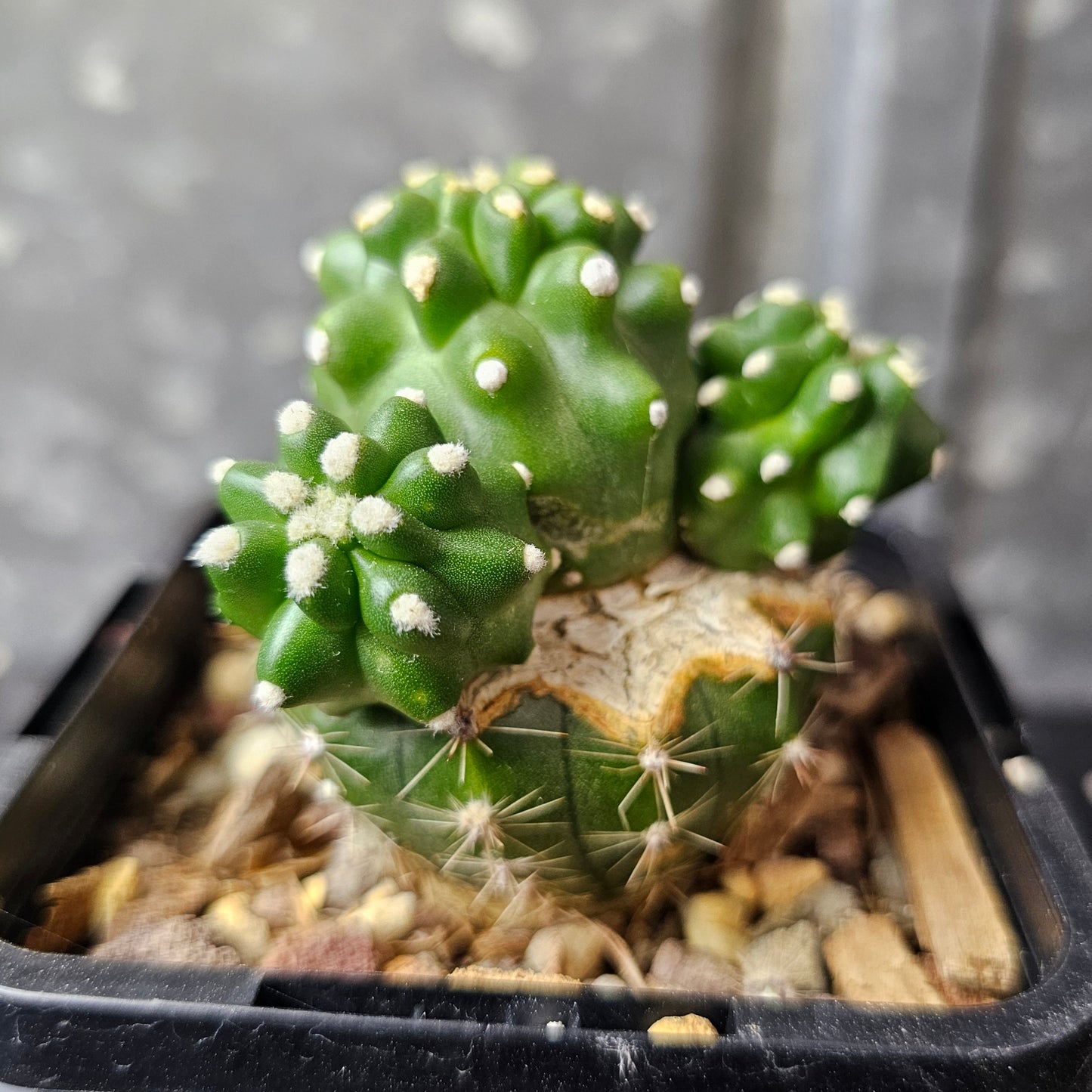 Echinocereus triglochidiatus inermis