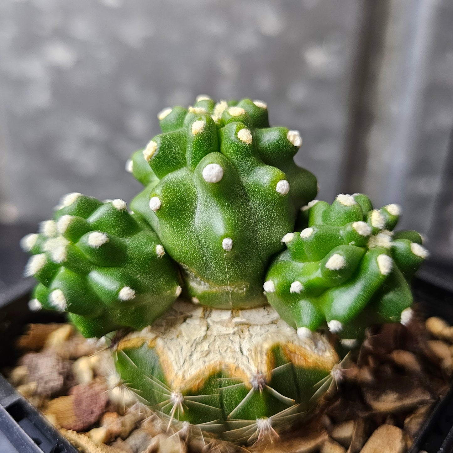 Echinocereus triglochidiatus inermis