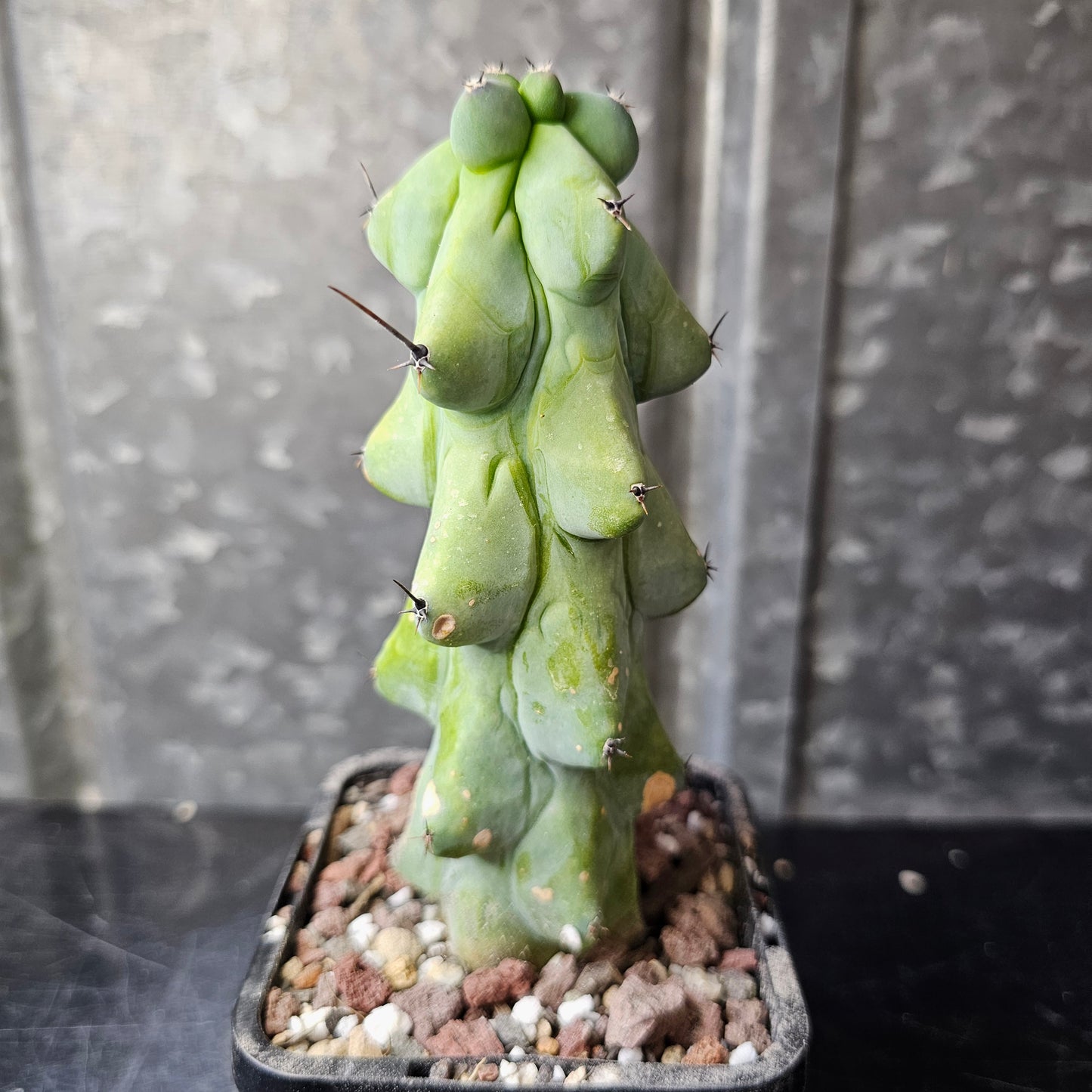 Myrtillocactus geometrizans ‘Blue Boobs’