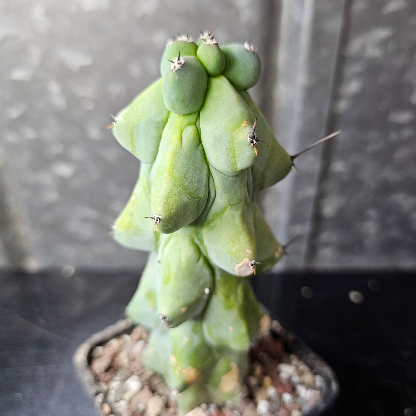 Myrtillocactus geometrizans ‘Blue Boobs’