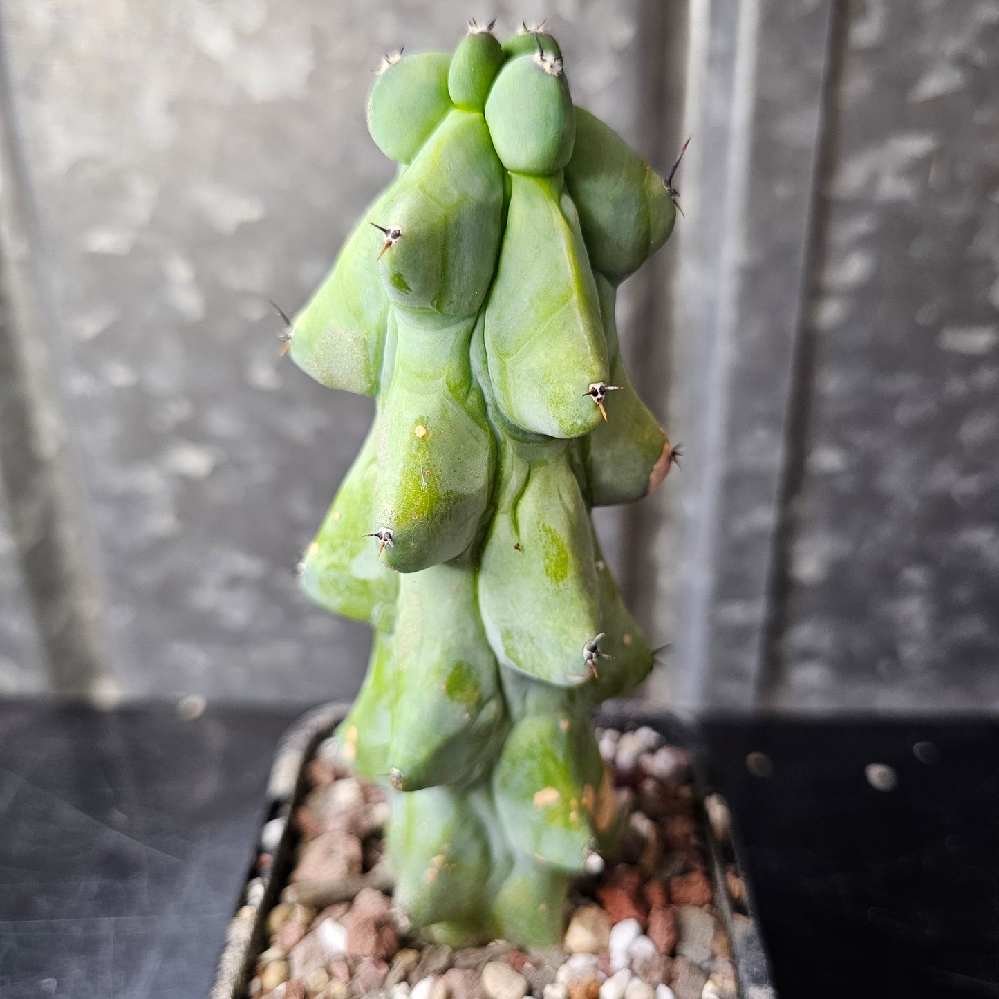 Myrtillocactus geometrizans ‘Blue Boobs’