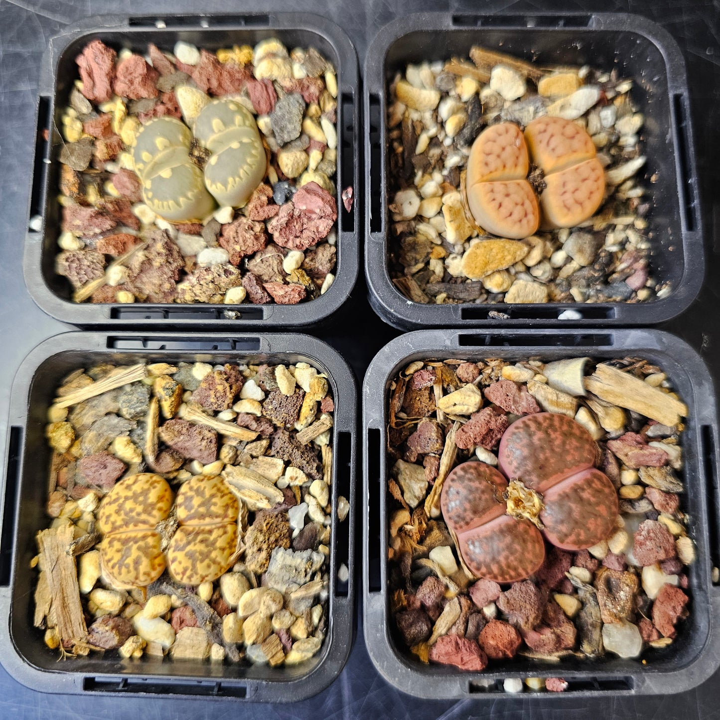 Lithops bundle (4 plants) – Mixed Range