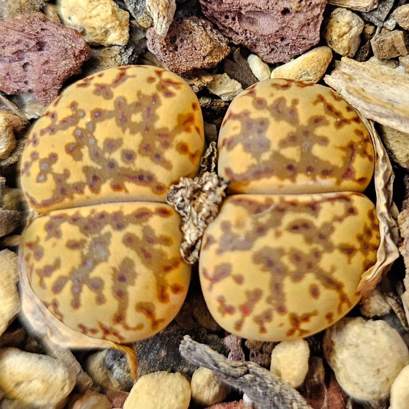 Lithops bundle (4 plants) – Mixed Range