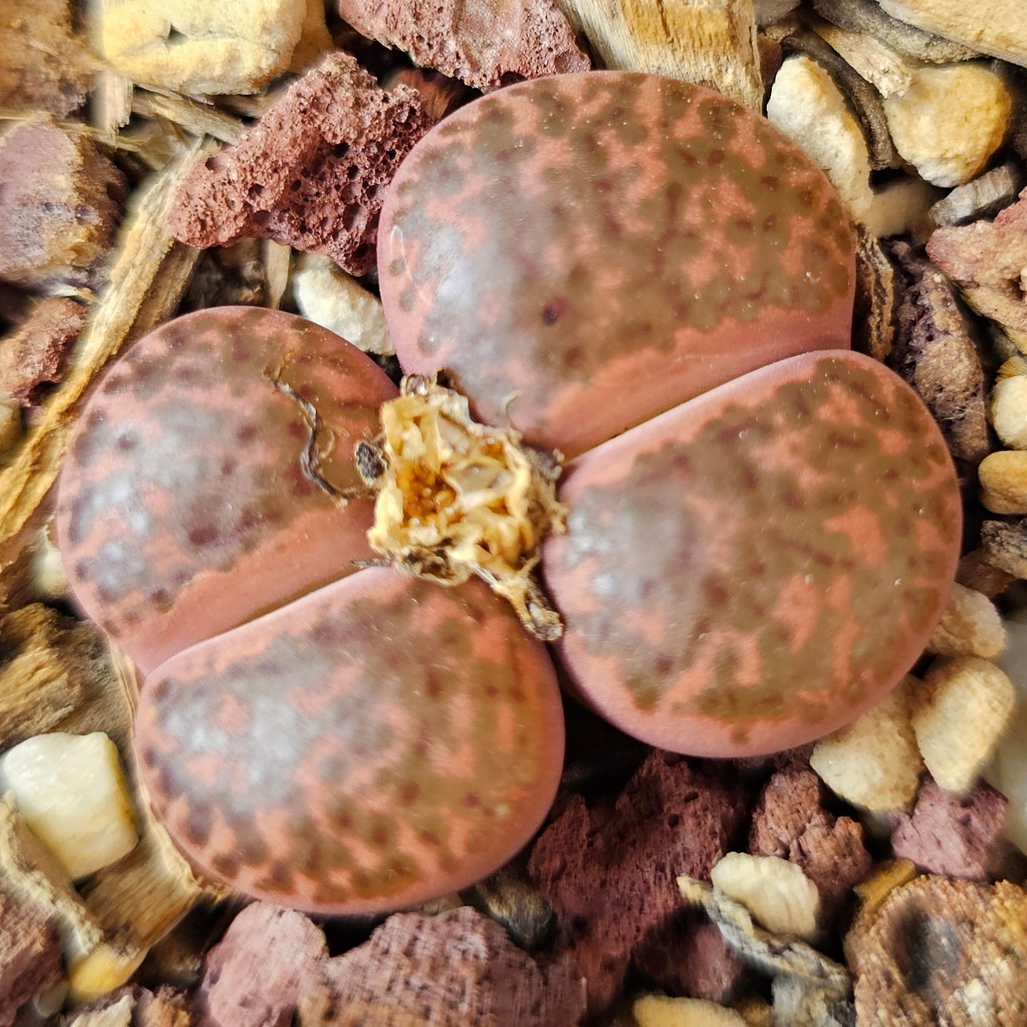 Lithops bundle (4 plants) – Mixed Range