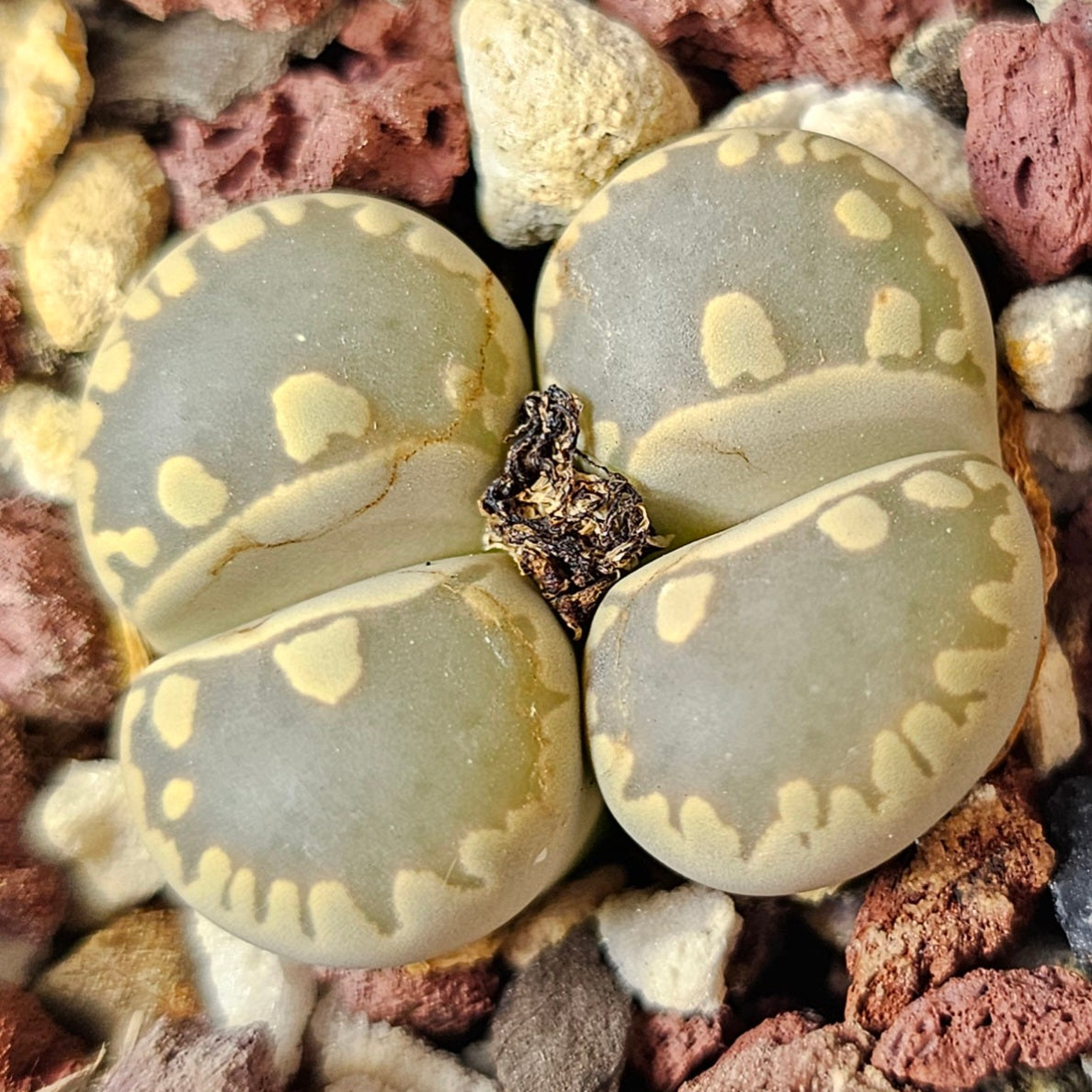 Lithops bundle (4 plants) – Mixed Range