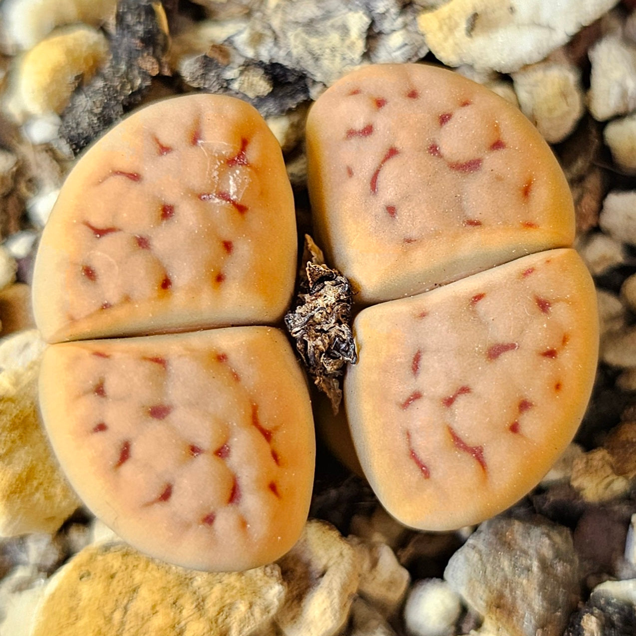 Lithops bundle (4 plants) – Mixed Range