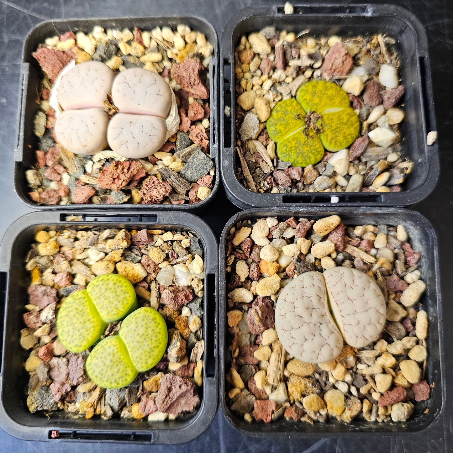 Lithops bundle (4 plants) – Tonal Range
