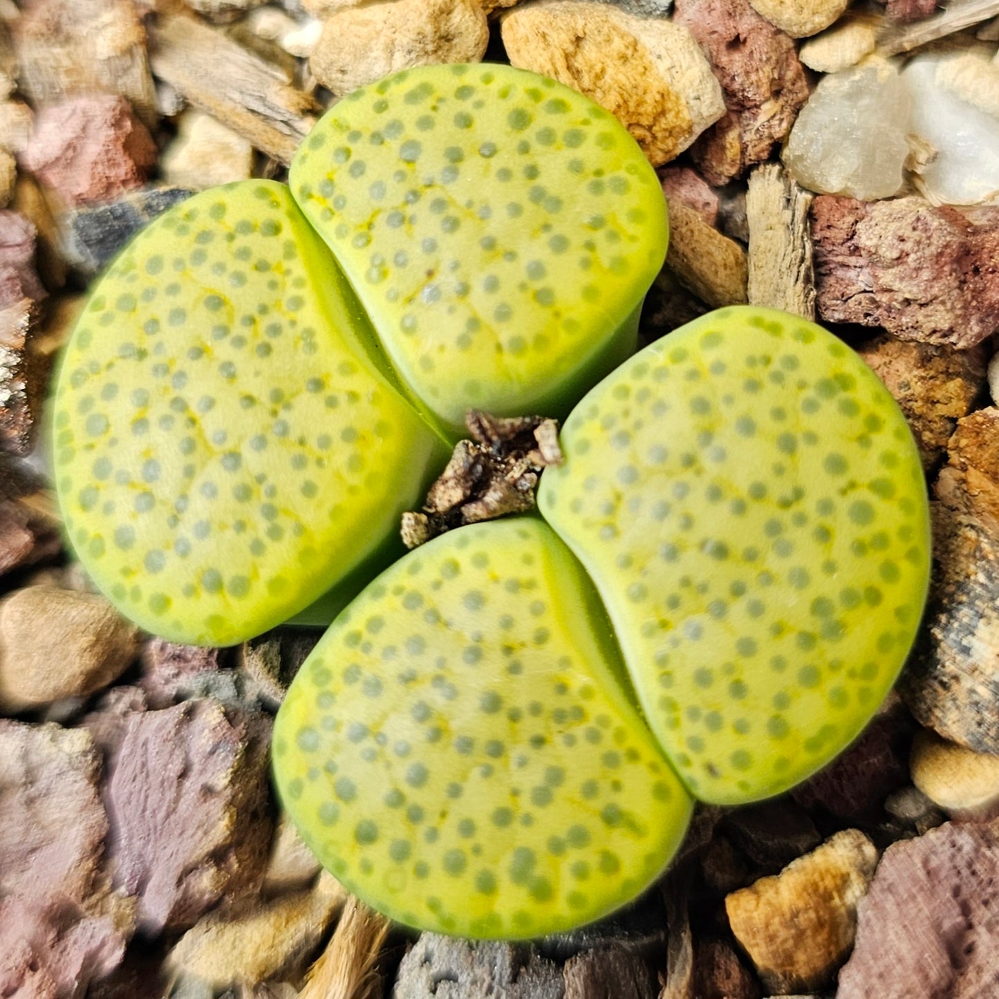Lithops bundle (4 plants) – Tonal Range