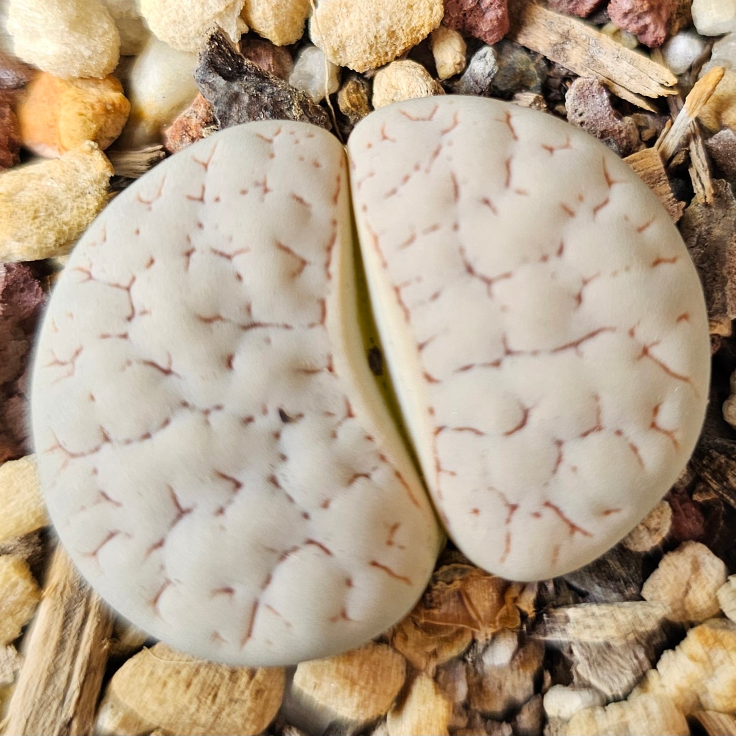 Lithops bundle (4 plants) – Tonal Range
