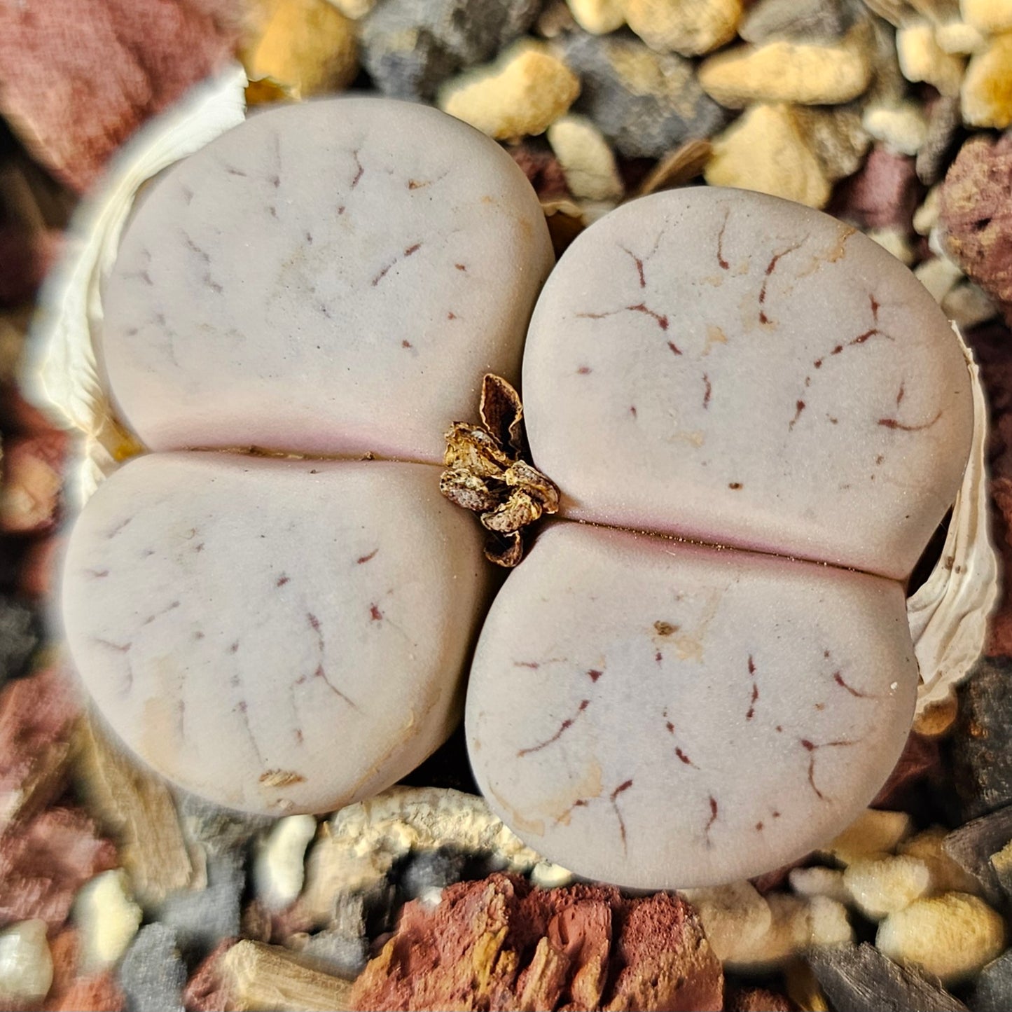 Lithops bundle (4 plants) – Tonal Range
