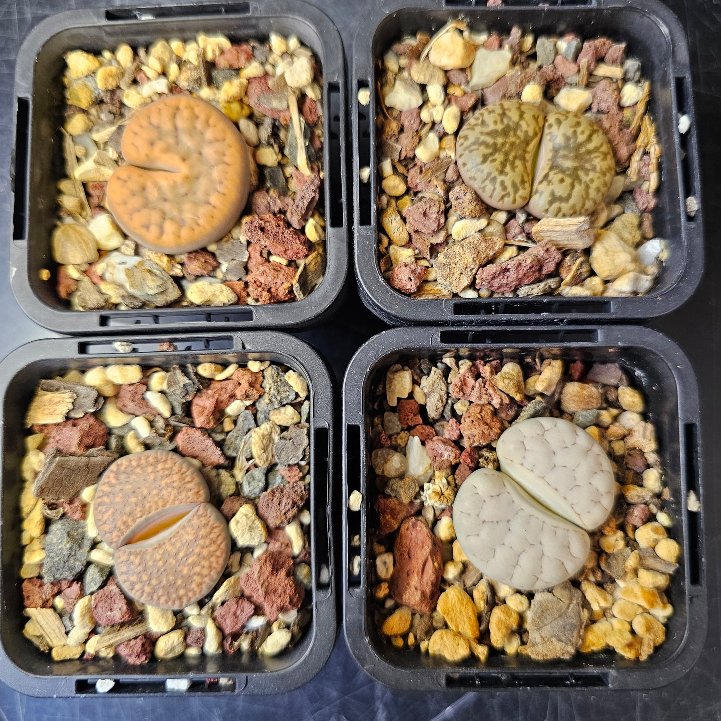 Lithops bundle (4 plants) – Pattern Focus