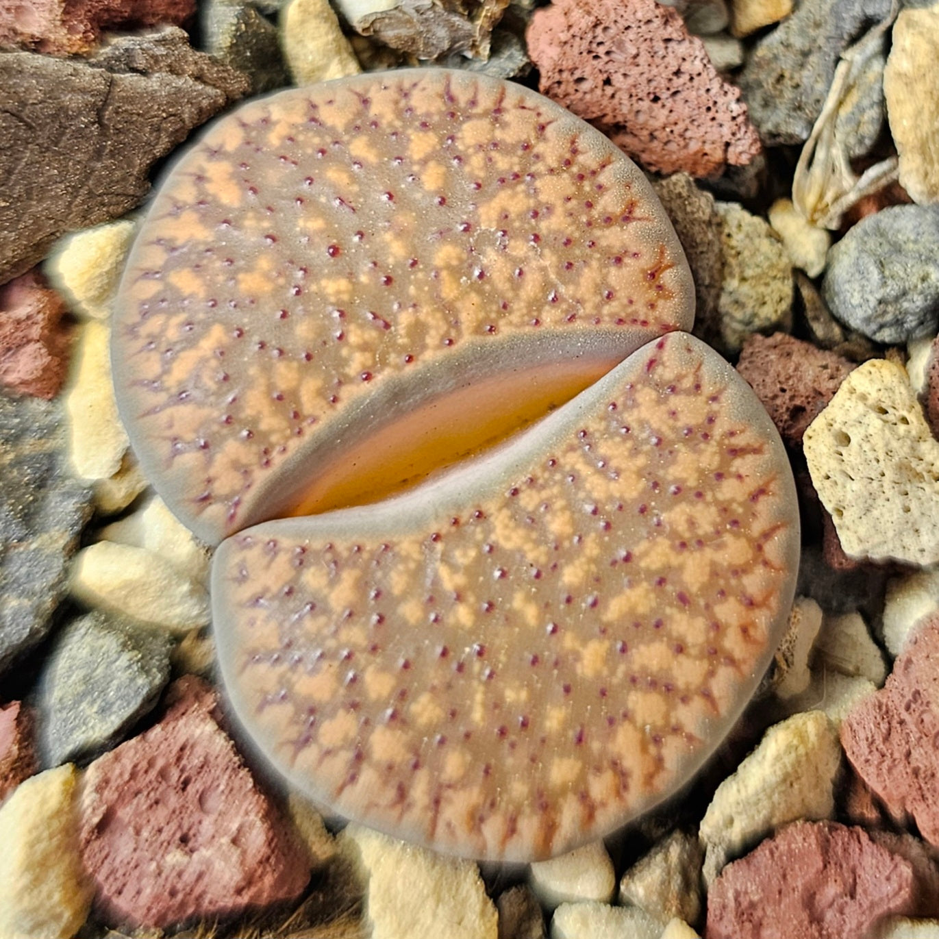 Lithops bundle (4 plants) – Pattern Focus
