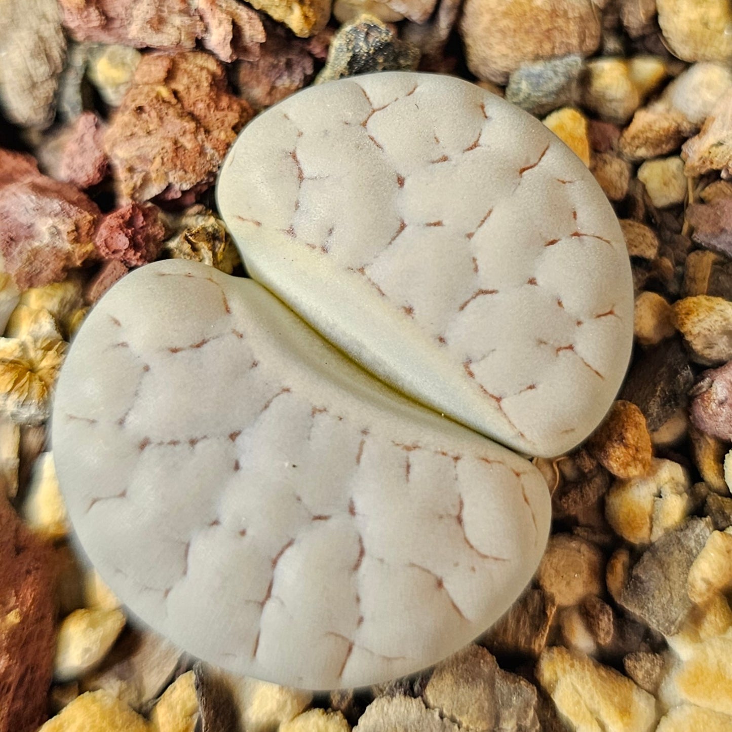 Lithops bundle (4 plants) – Pattern Focus