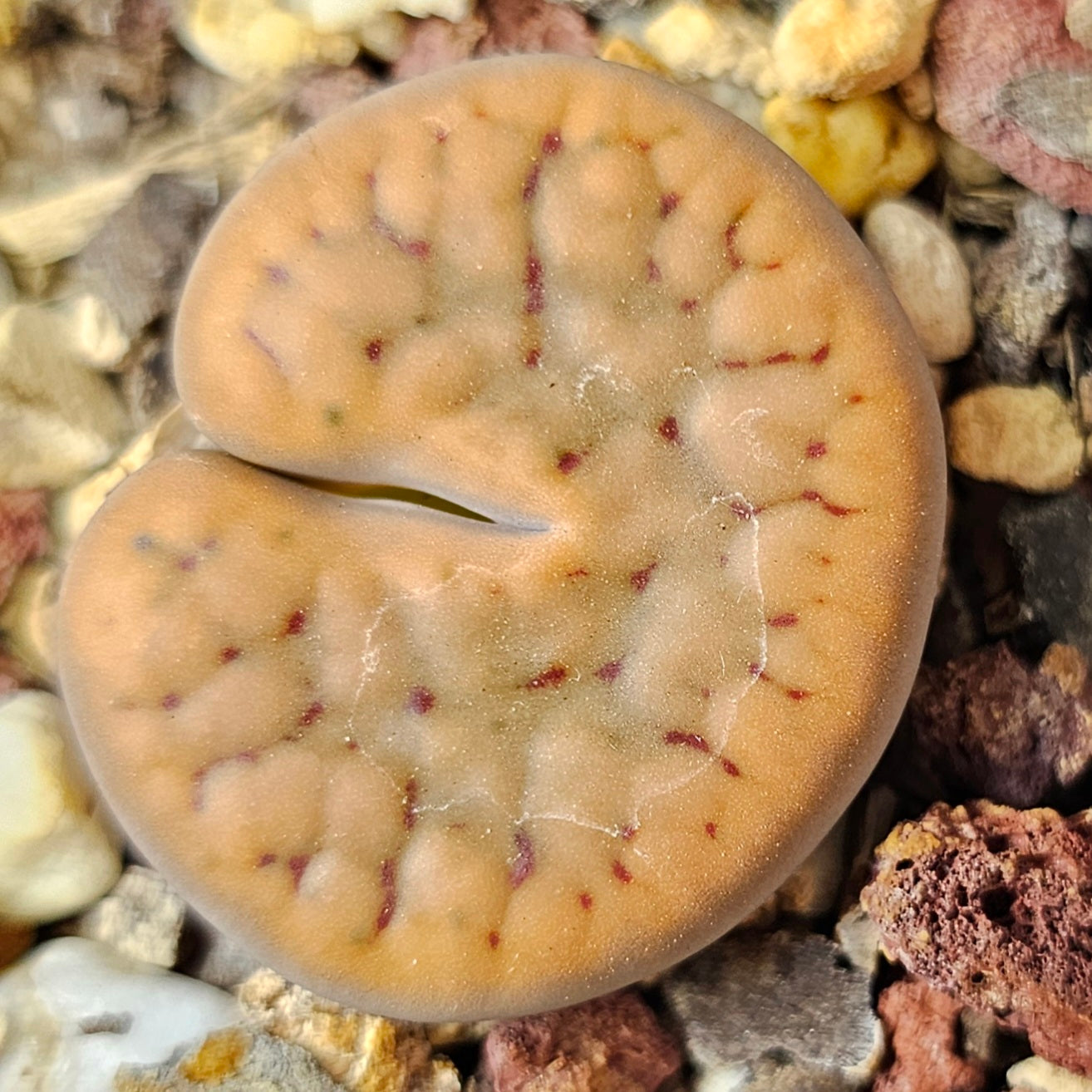 Lithops bundle (4 plants) – Pattern Focus