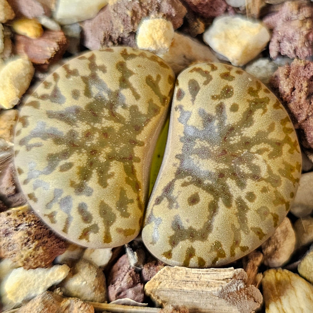 Lithops bundle (4 plants) – Pattern Focus