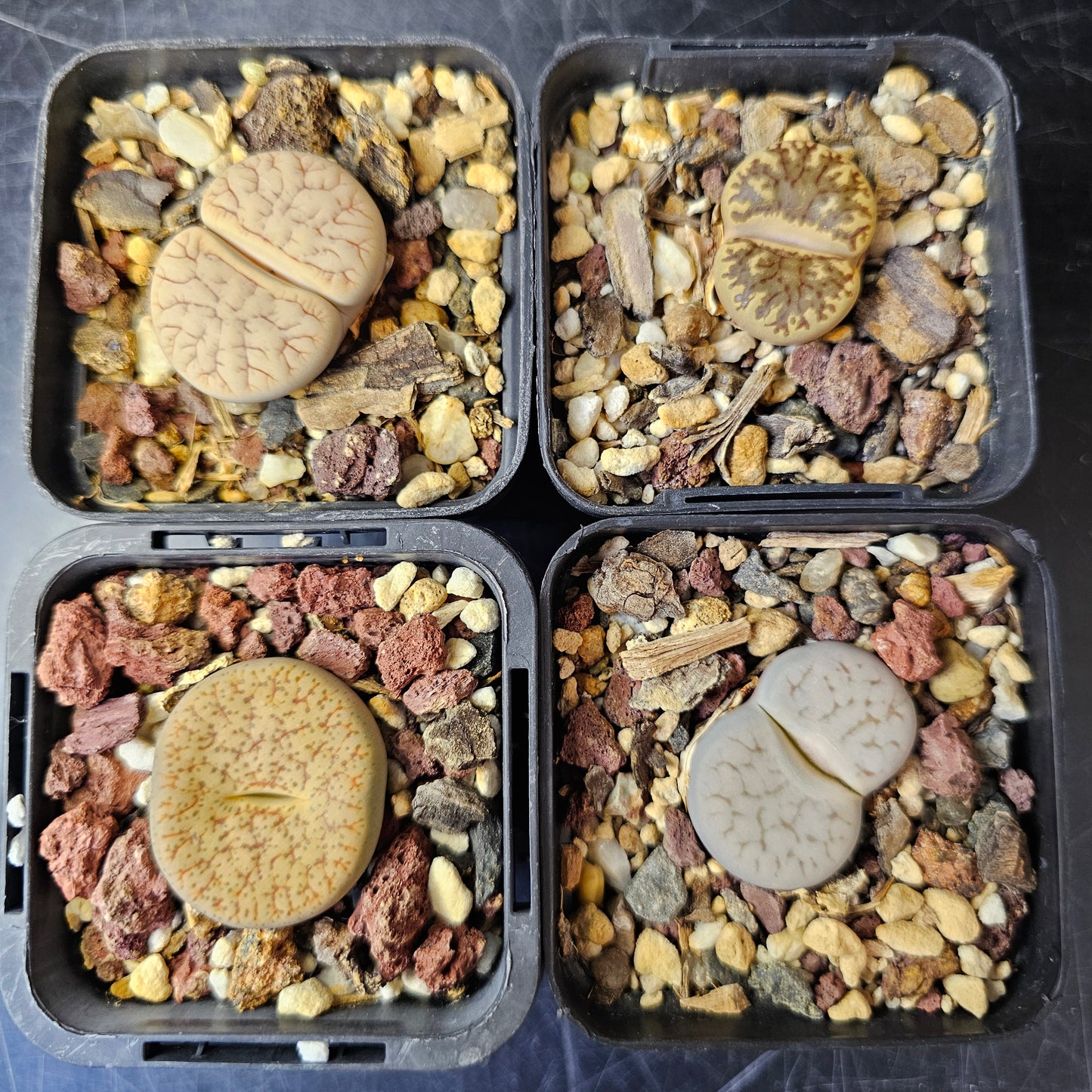 Lithops bundle (4 plants) – Compact Forms