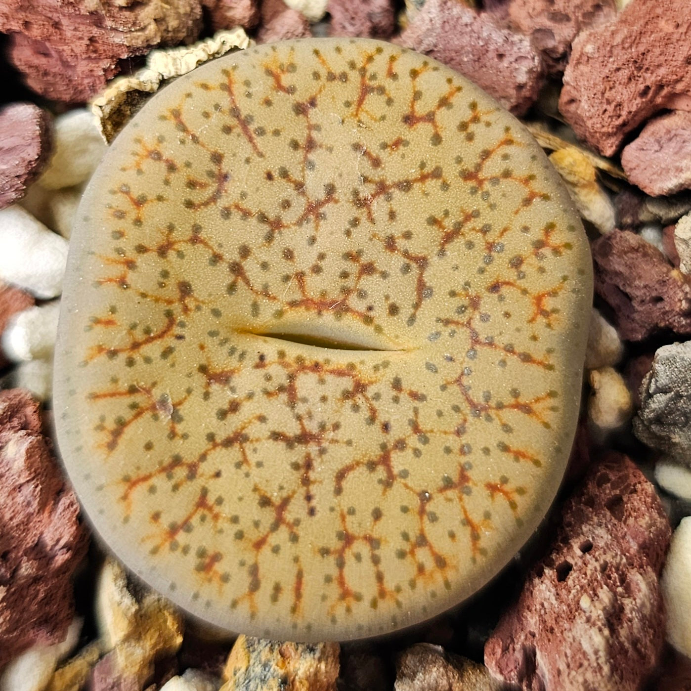 Lithops bundle (4 plants) – Compact Forms