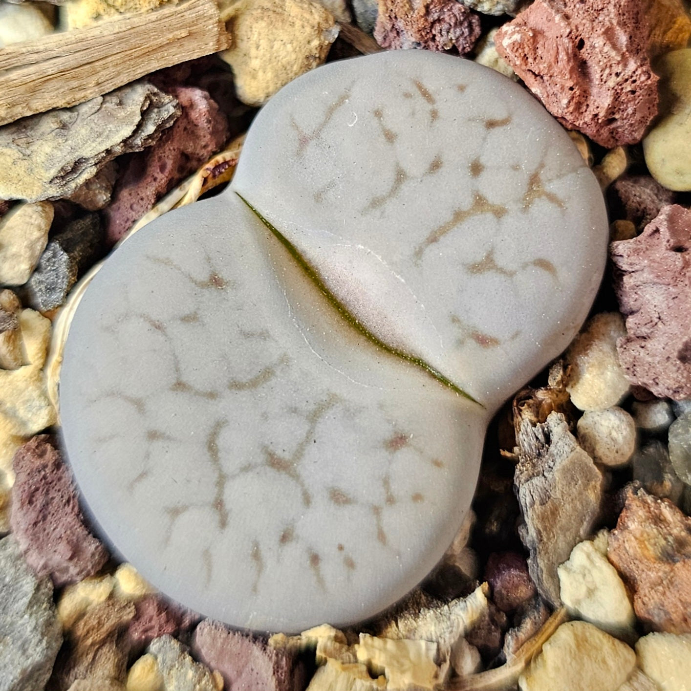 Lithops bundle (4 plants) – Compact Forms