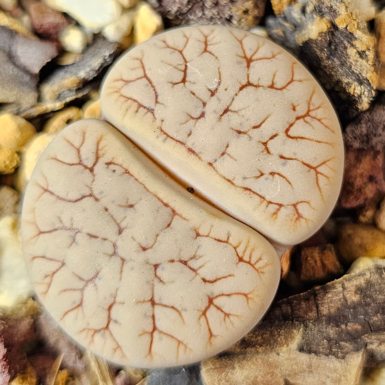 Lithops bundle (4 plants) – Compact Forms