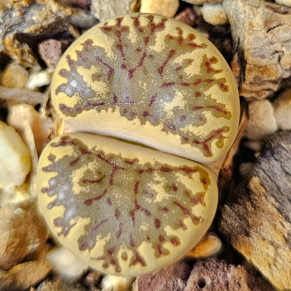 Lithops bundle (4 plants) – Compact Forms