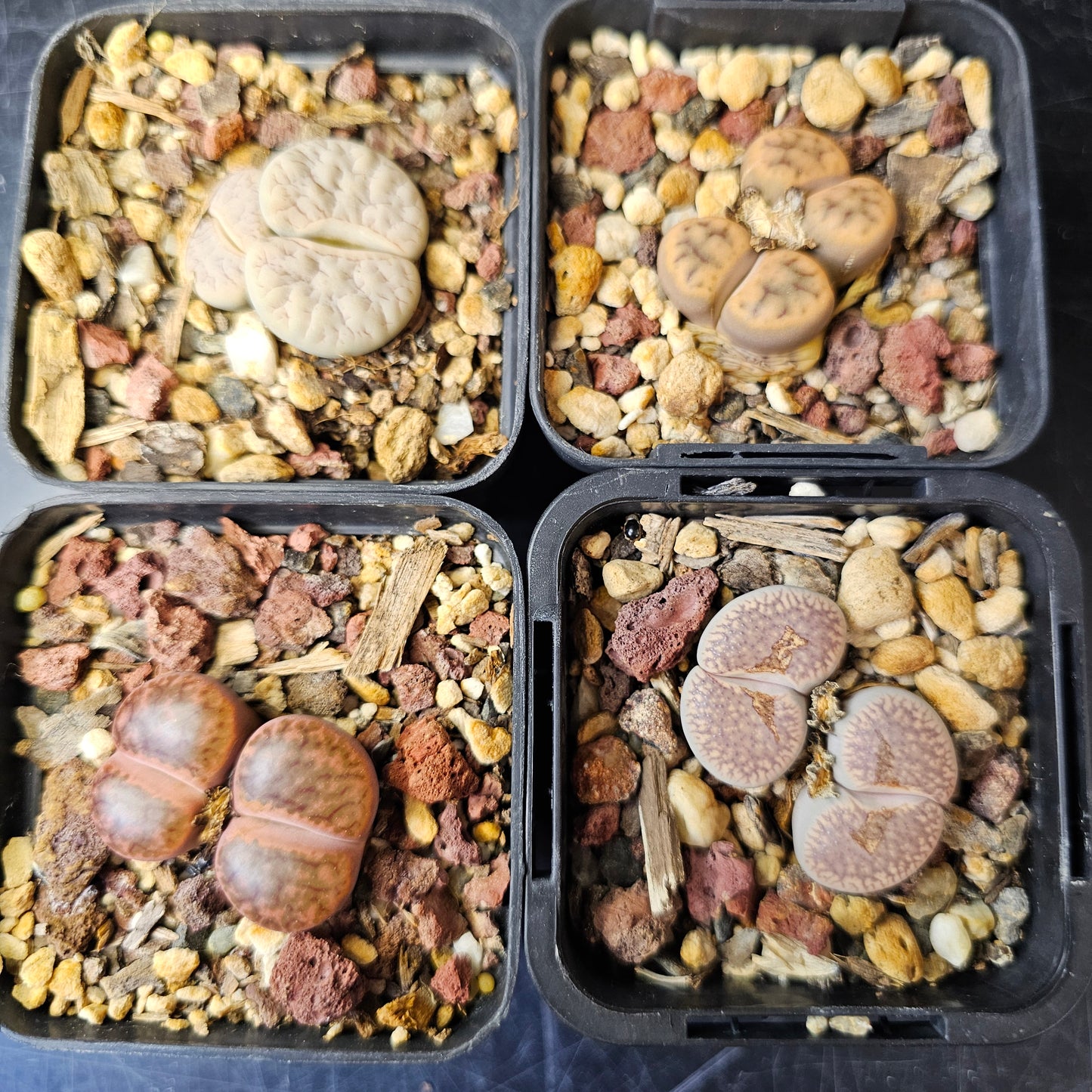 Lithops bundle (4 plants) – High Contrast