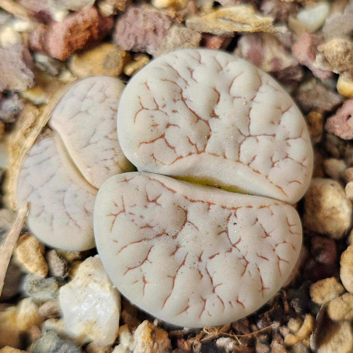Lithops bundle (4 plants) – High Contrast