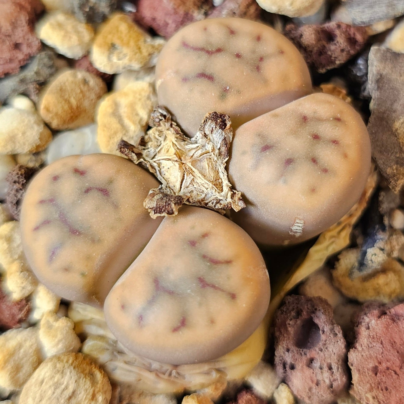 Lithops bundle (4 plants) – High Contrast
