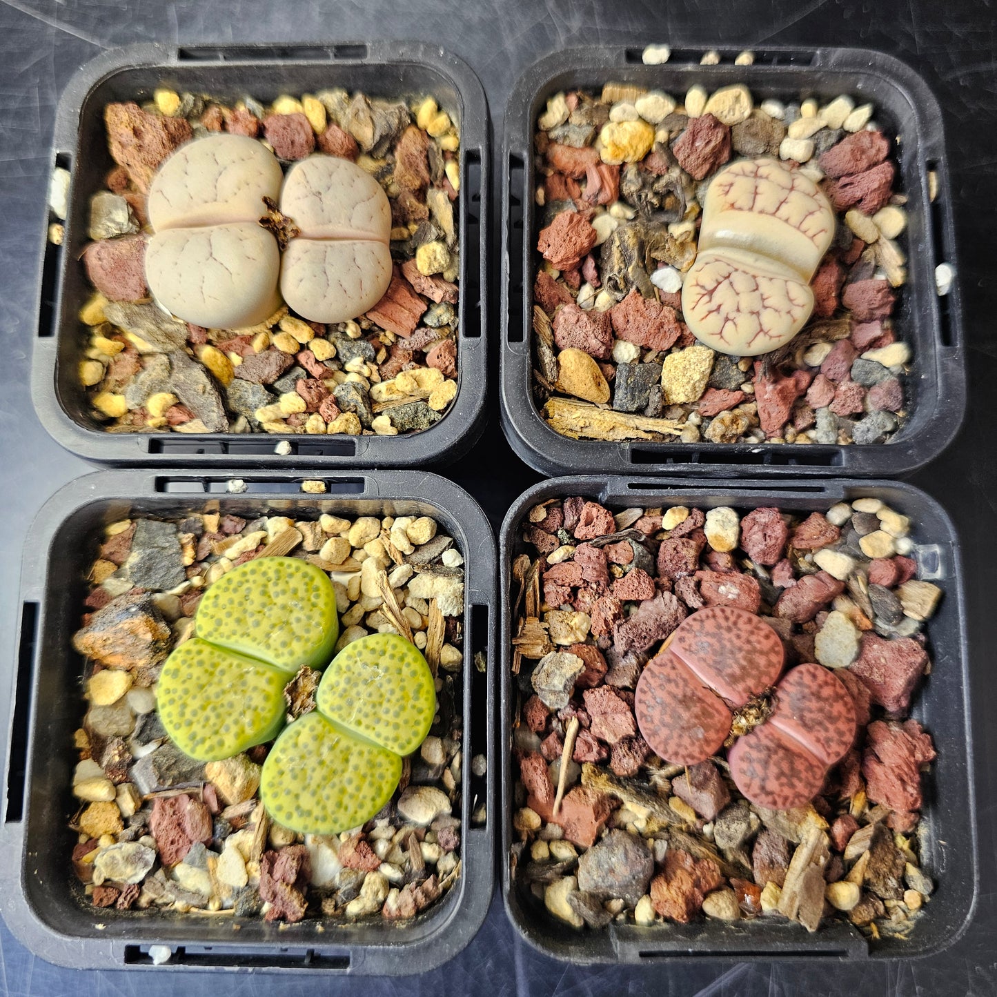 Lithops bundle (4 plants) – Textured Contrast